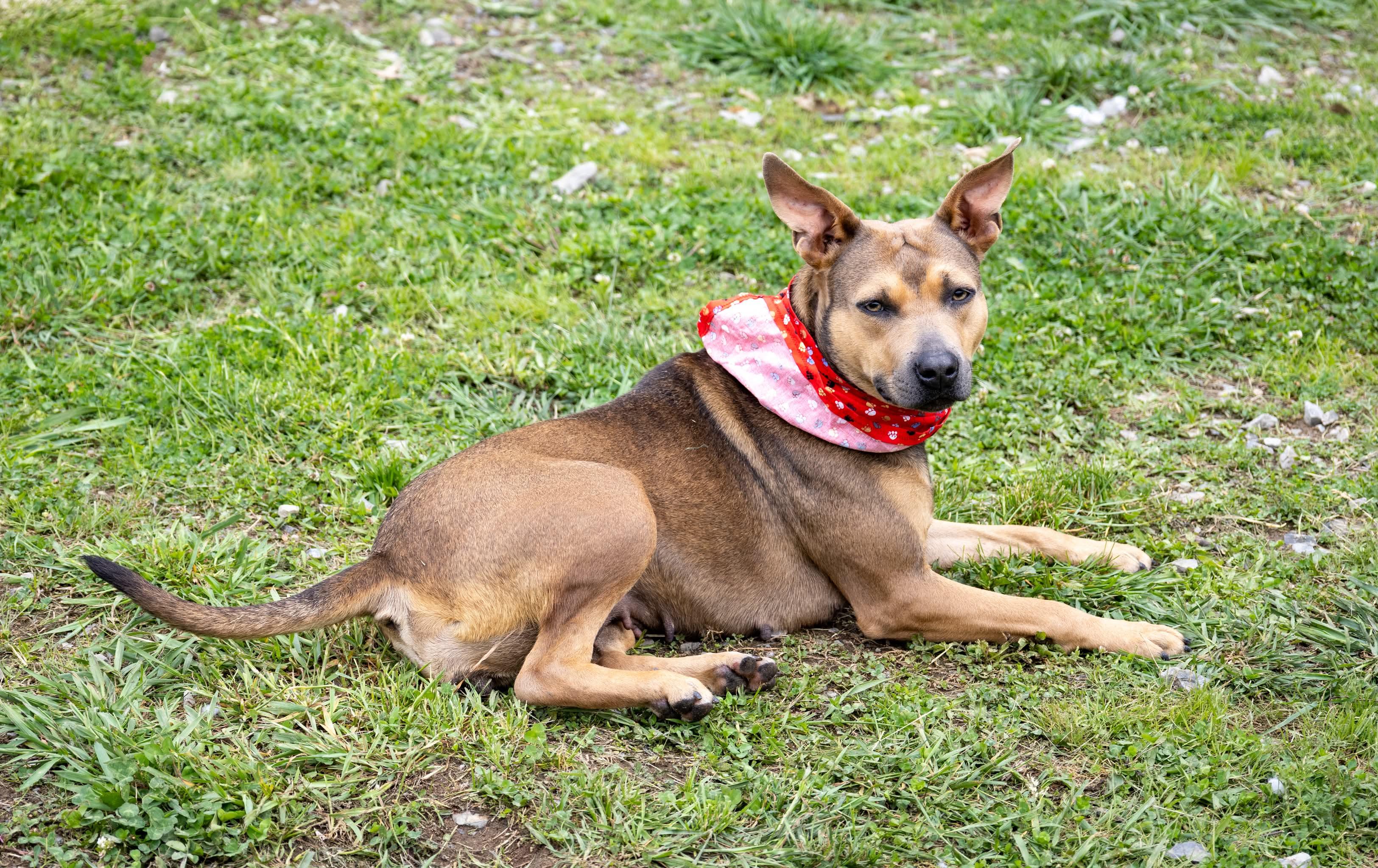 Enlarge Bella , a Adoptable Mixed Breed in Argyle, NY image 5/6
