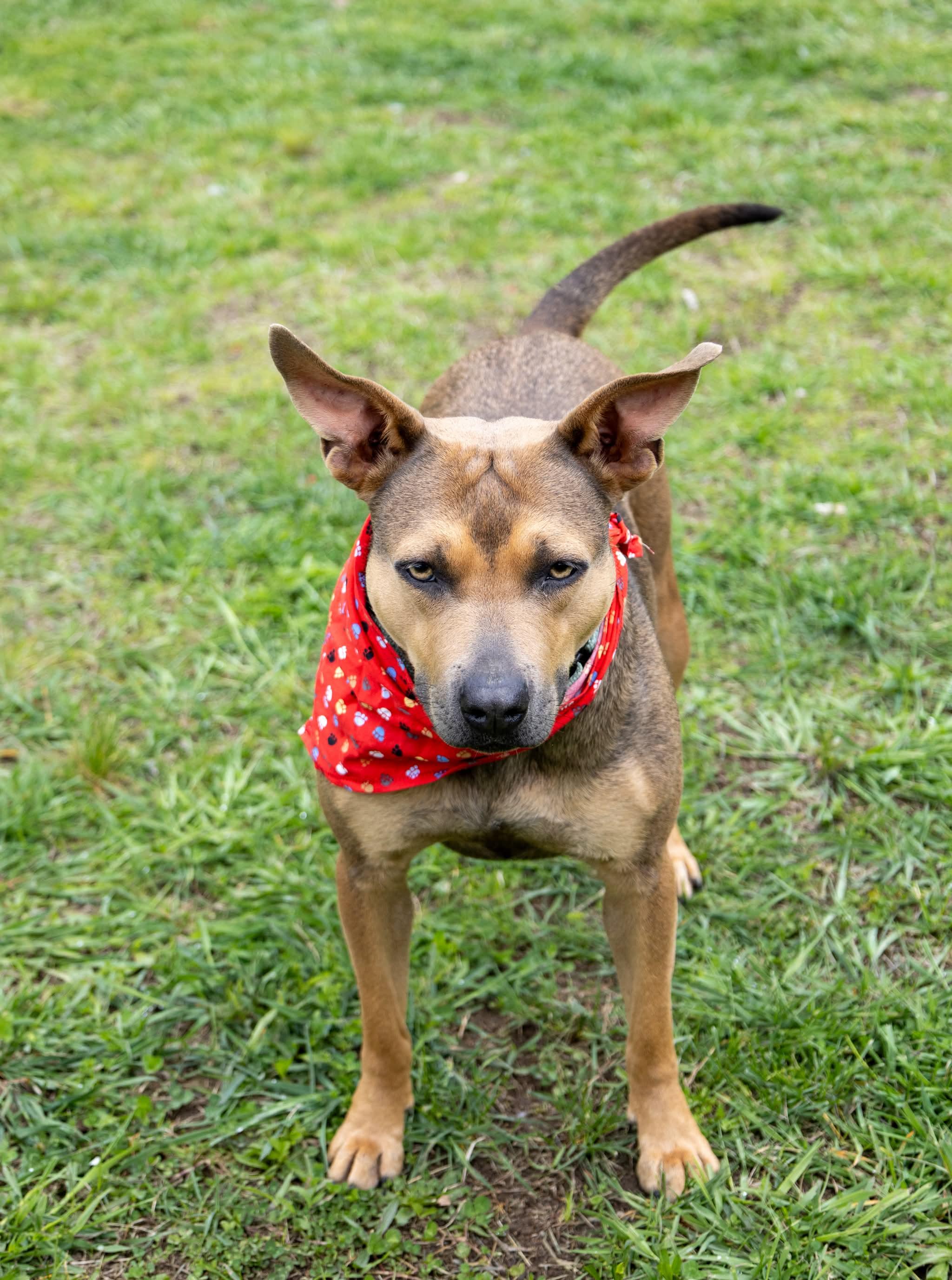 Enlarge Bella , a Adoptable Mixed Breed in Argyle, NY image 3/6