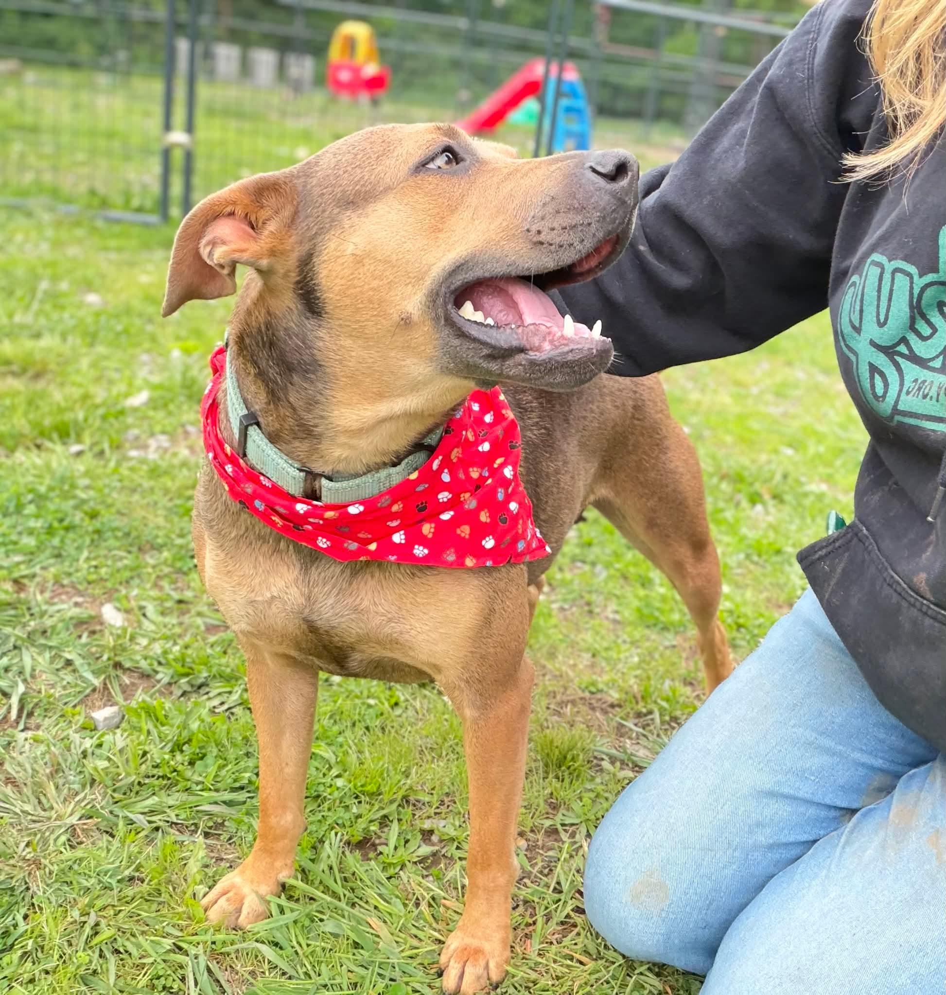 Enlarge Bella , a Adoptable Mixed Breed in Argyle, NY image 2/6