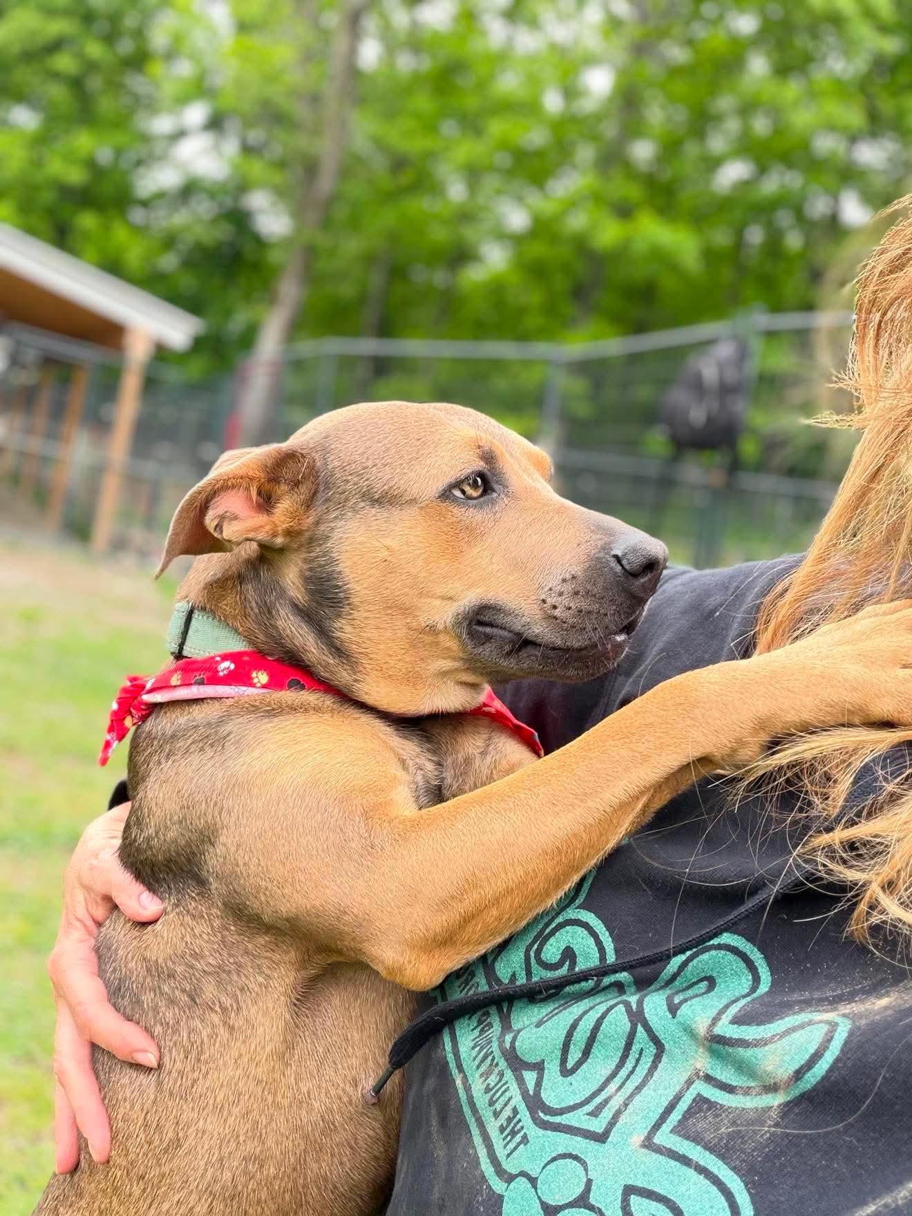 Enlarge Bella , a Adoptable Mixed Breed in Argyle, NY image 4/6