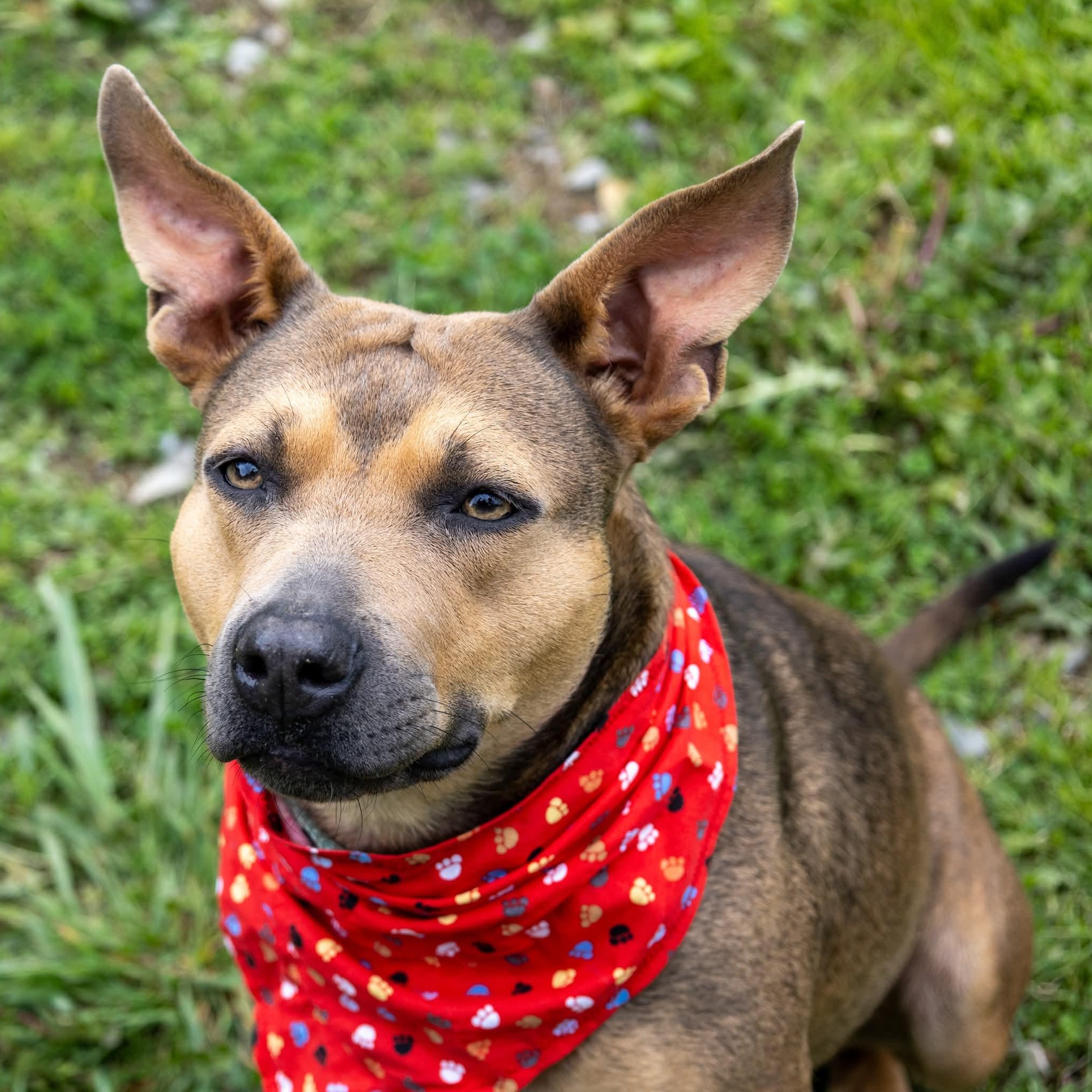 Enlarge Bella , a Adoptable Mixed Breed in Argyle, NY image 1/6