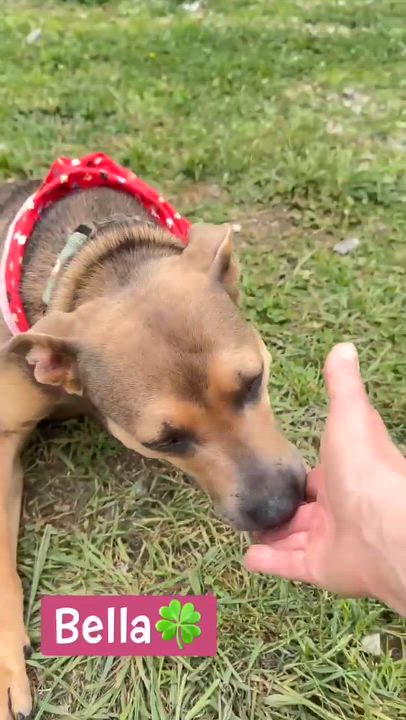 Enlarge Bella , a Adoptable Mixed Breed in Argyle, NY video 6/6