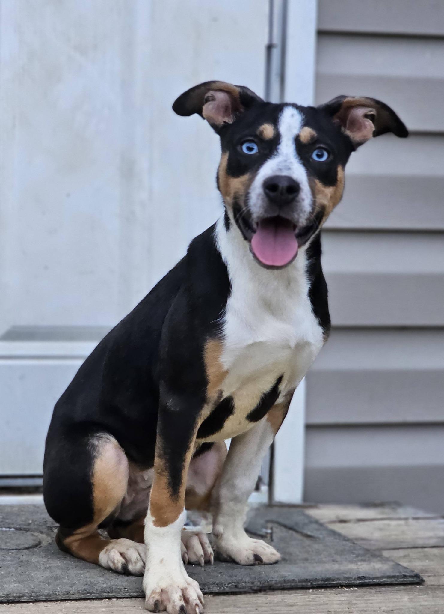 Enlarge Prada, a ADOPTABLE mixed breed in Fort Payne, AL image 5/6