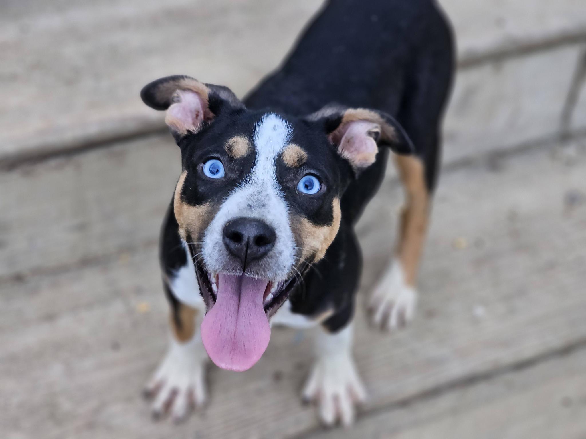 Enlarge Prada, a ADOPTABLE mixed breed in Fort Payne, AL image 3/6