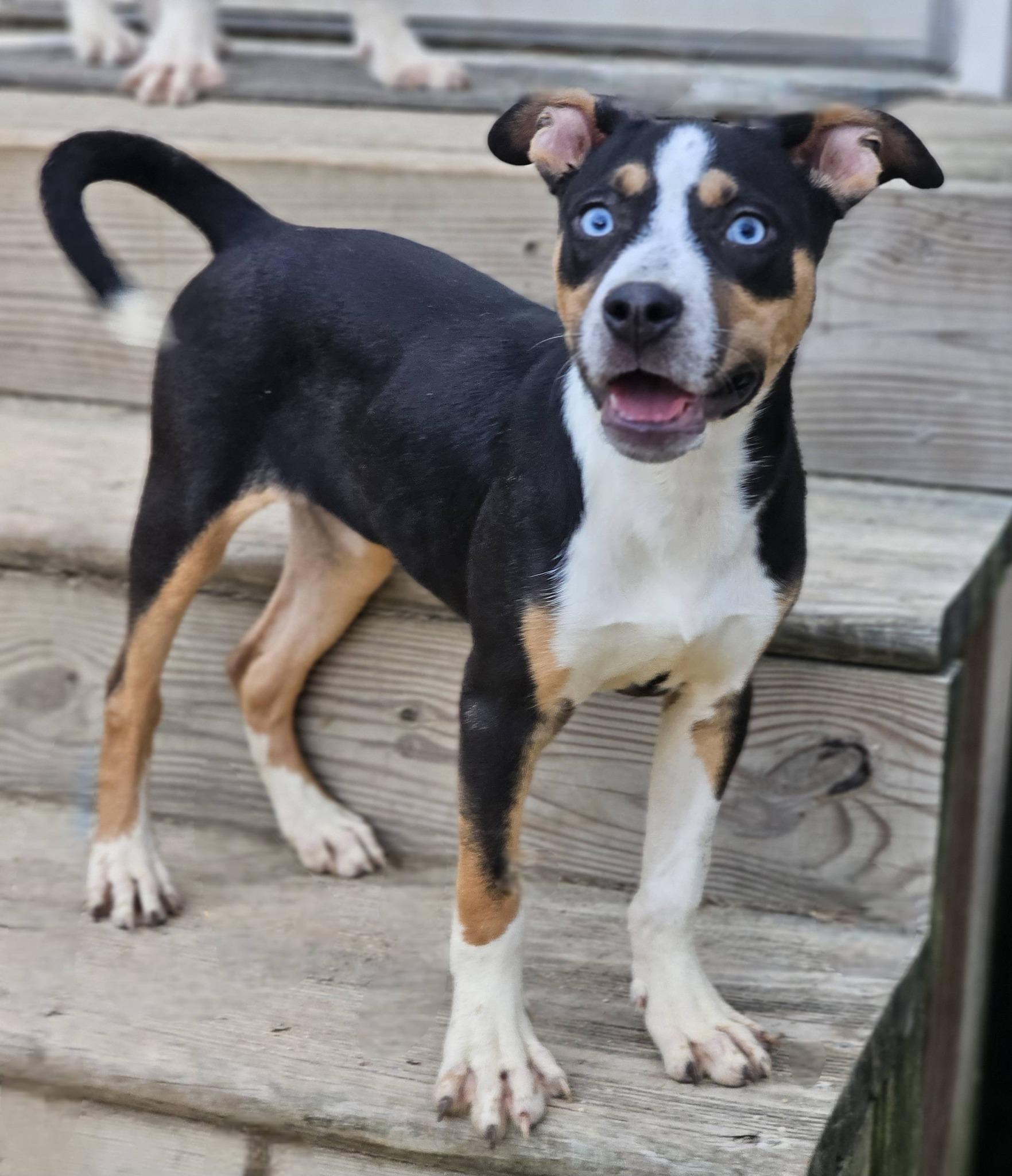 Enlarge Prada, a ADOPTABLE mixed breed in Fort Payne, AL image 4/6