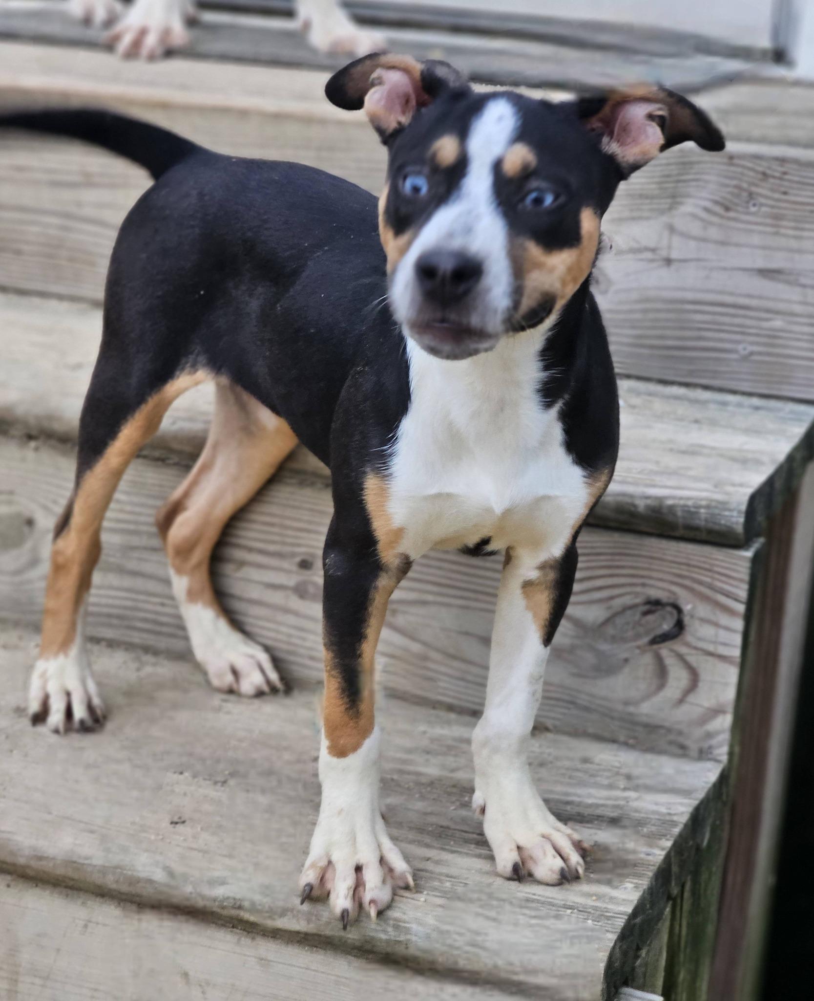 Enlarge Prada, a ADOPTABLE mixed breed in Fort Payne, AL image 2/6