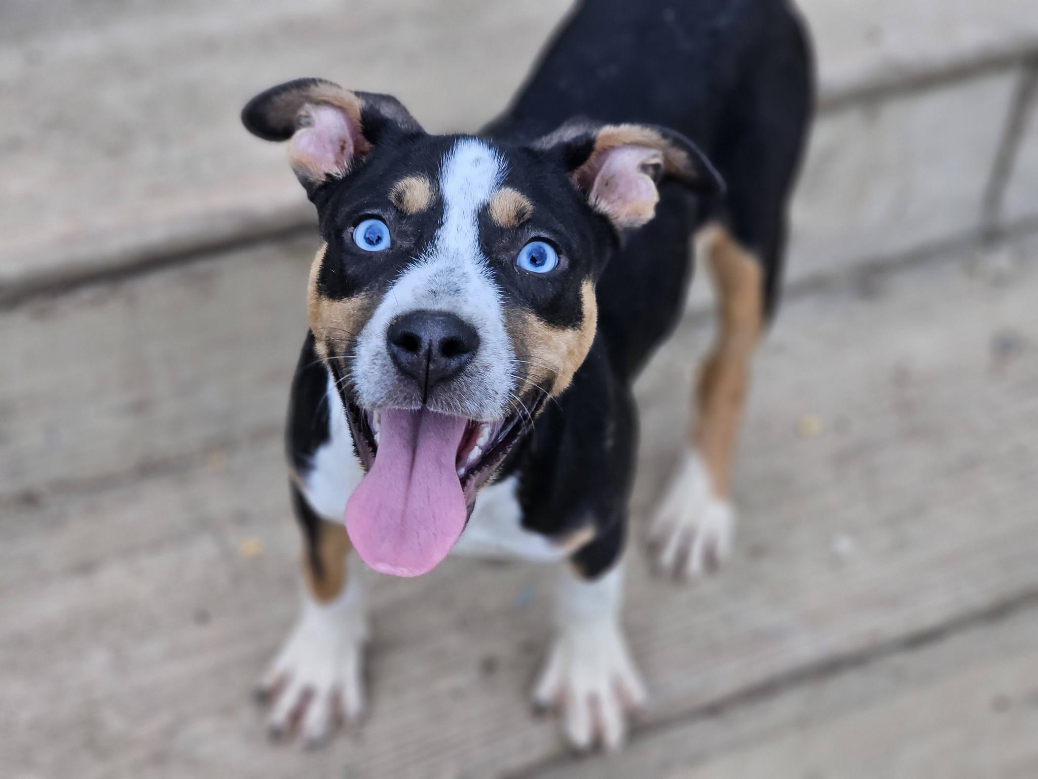 Enlarge Prada, a ADOPTABLE mixed breed in Fort Payne, AL image 1/6