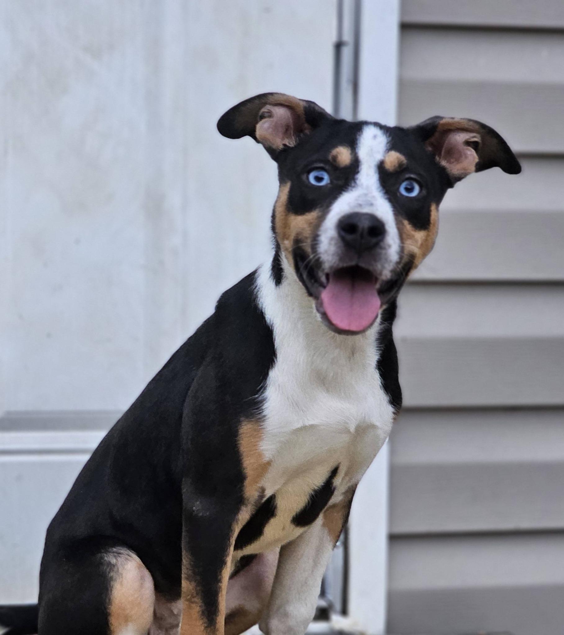 Enlarge Prada, a ADOPTABLE mixed breed in Fort Payne, AL image 6/6