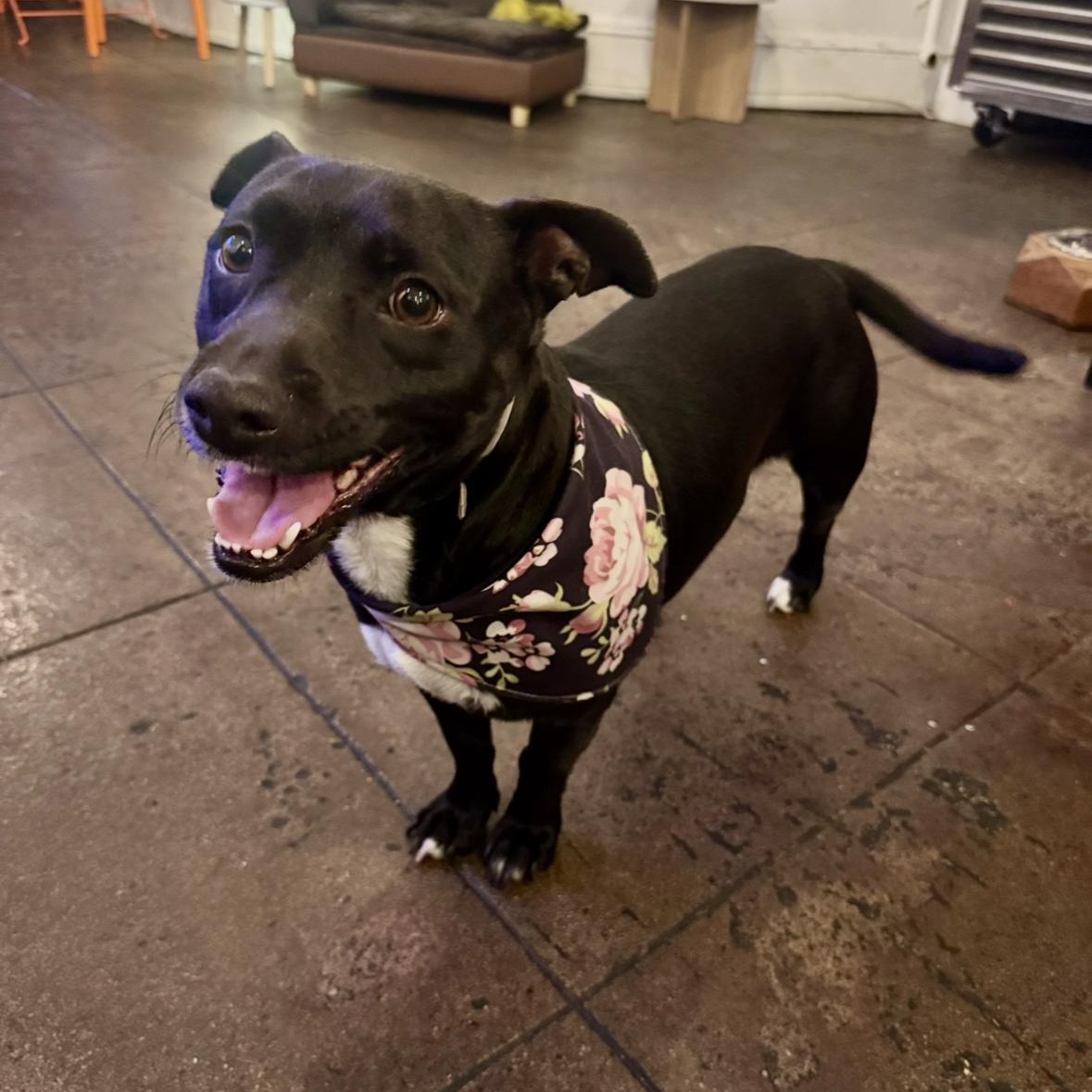 Oreo, Adoptable, Adult Female Dachshund & Chihuahua.