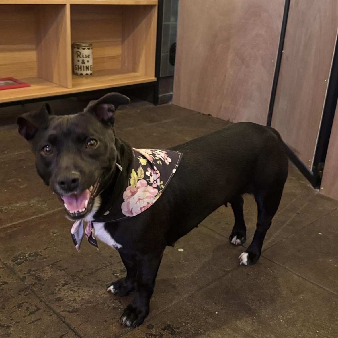 Enlarge Oreo, a Adoptable mixed breed in Torrance, CA image 2/5
