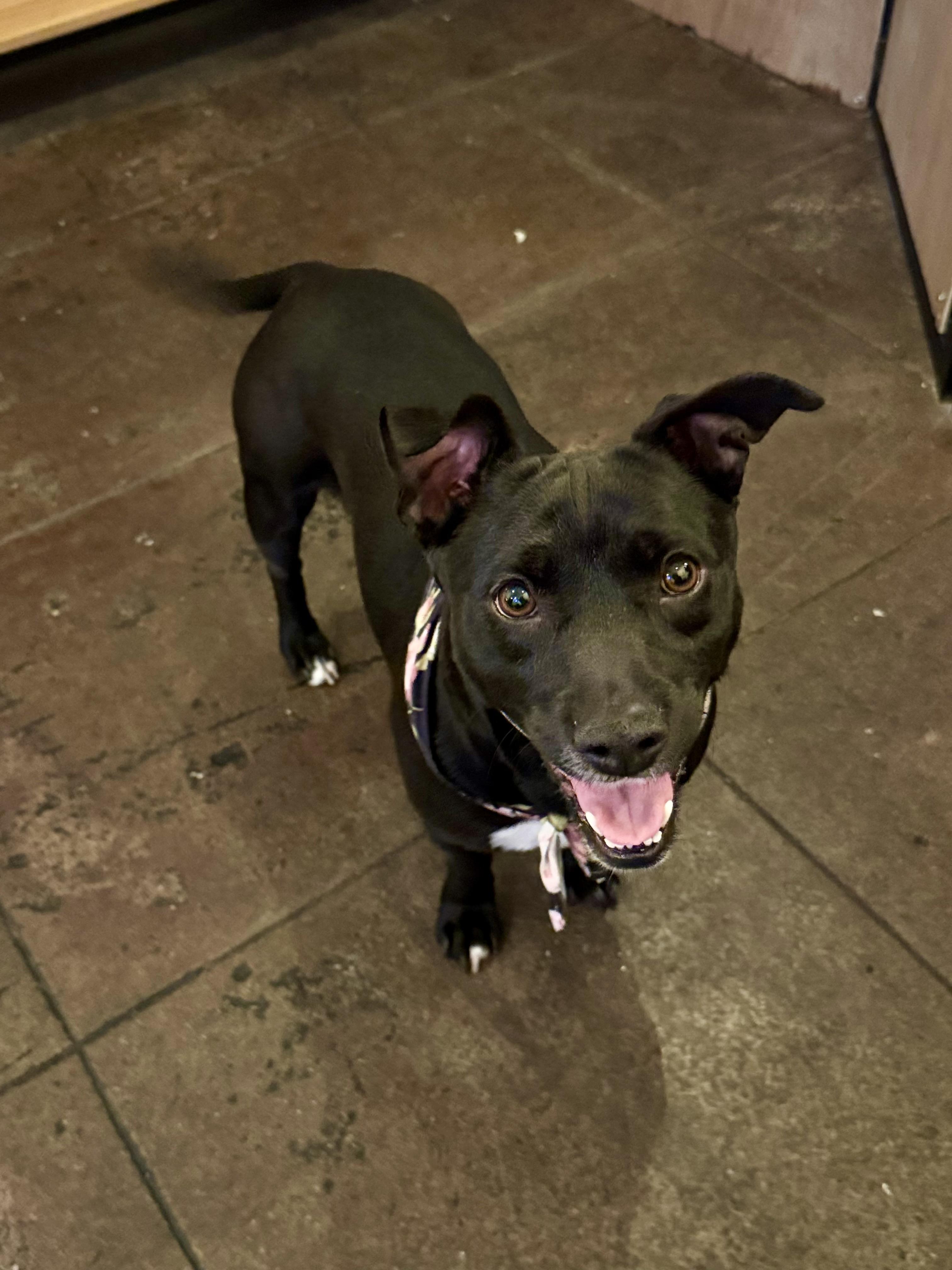 Enlarge Oreo, a Adoptable mixed breed in Torrance, CA image 5/5