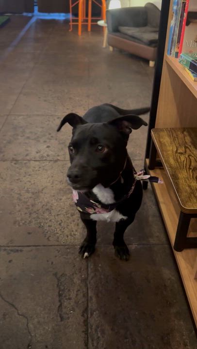 Enlarge Oreo, a Adoptable mixed breed in Torrance, CA video 3/5