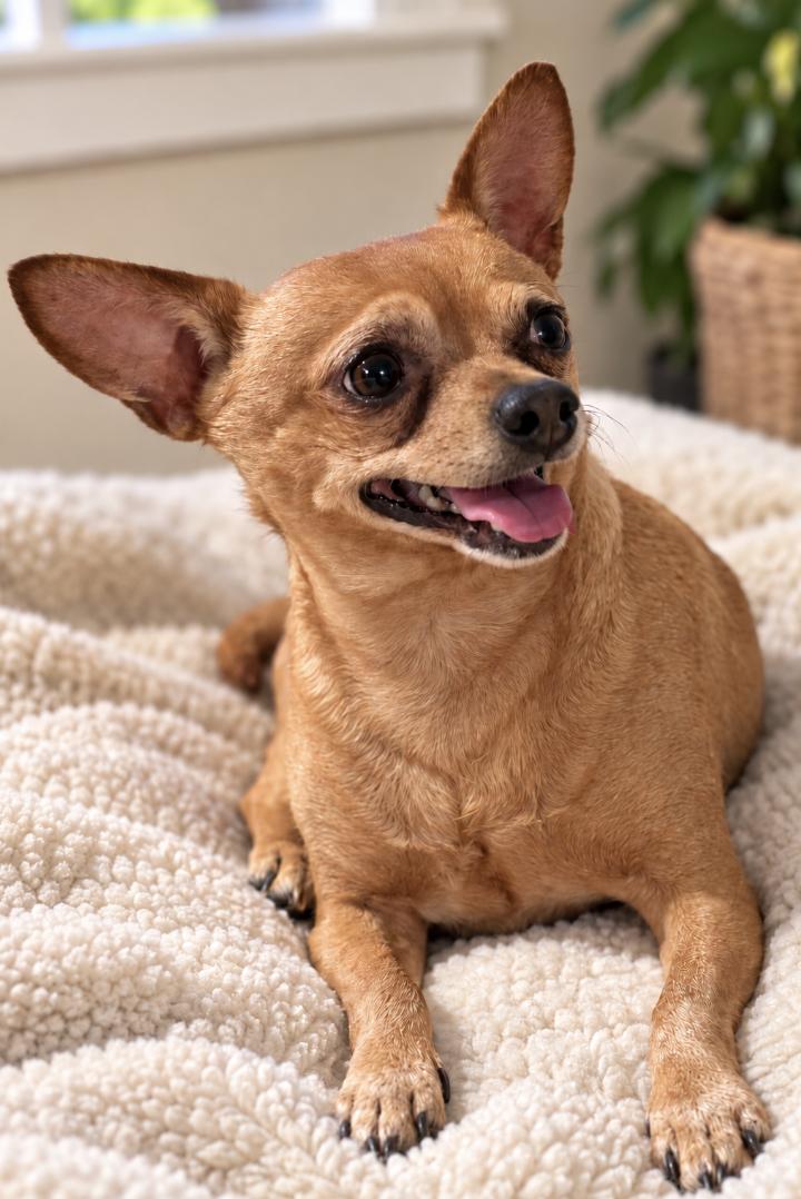 Benny, ADOPTABLE, Adult Male Chihuahua.
