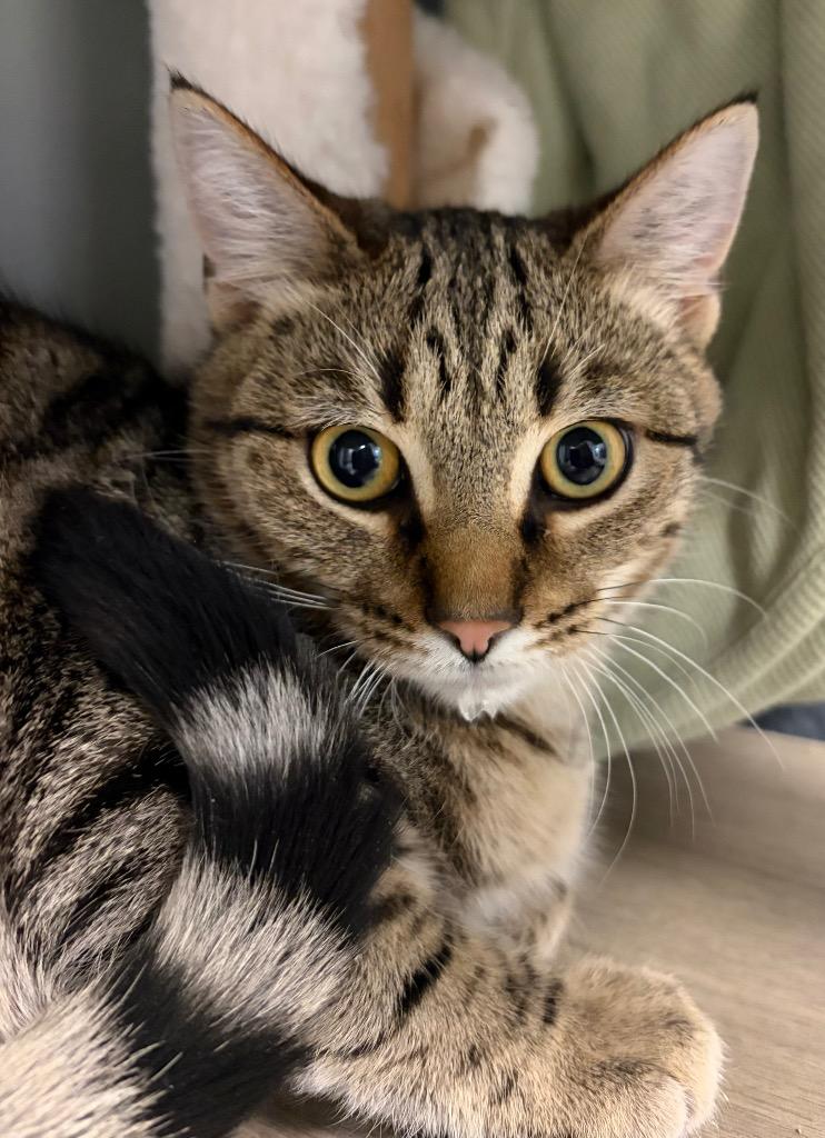 Gerald, Adoptable, Kitten Male Domestic Short Hair.