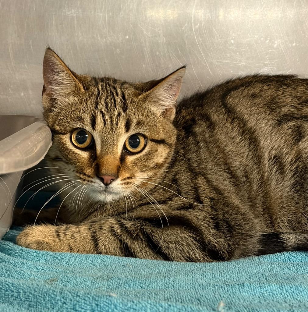 Gerald, a Adoptable mixed breed in Huntington, IN image 2/2