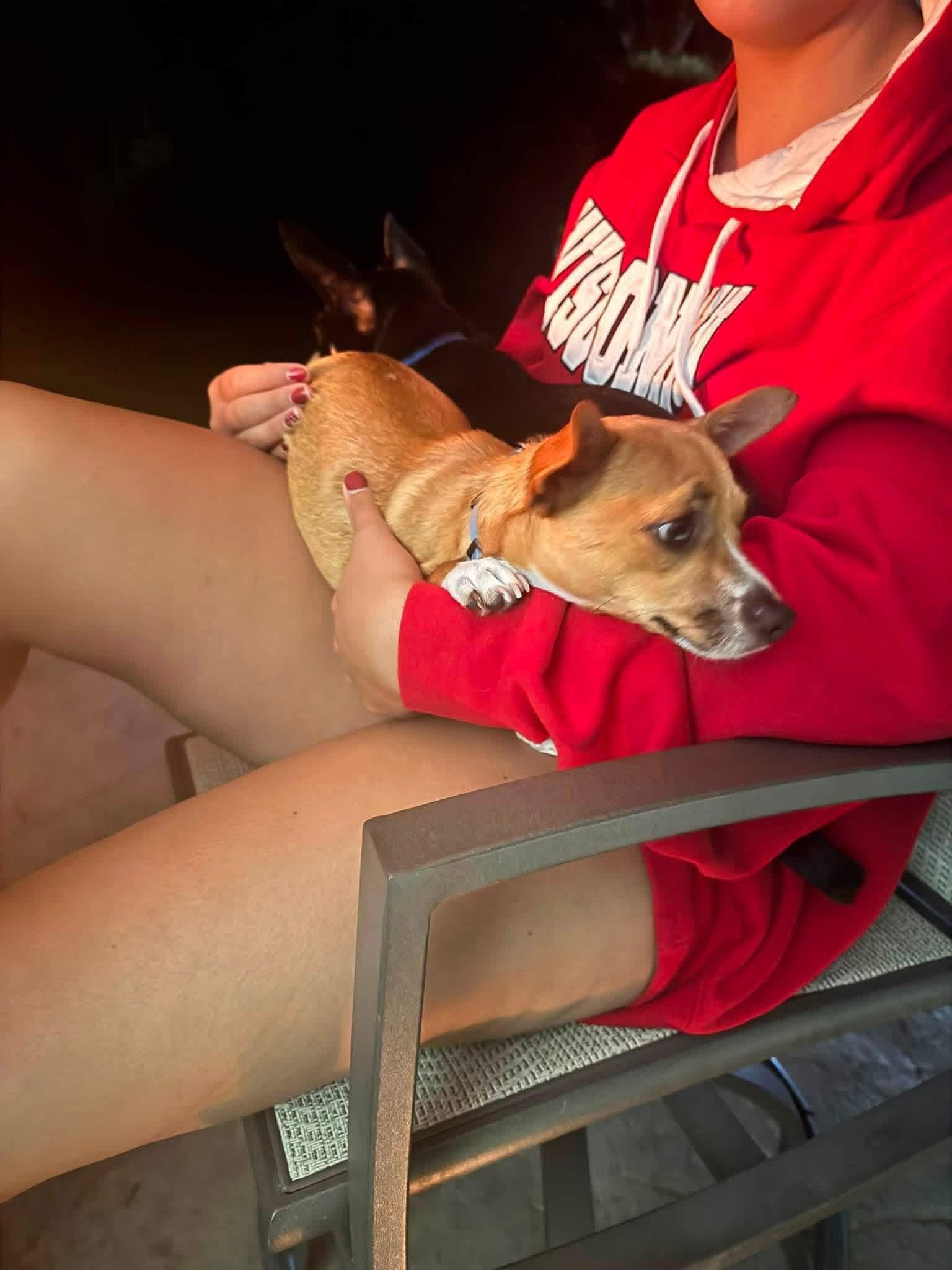 Turtle, a Adoptable Chihuahua in New London, WI image 2/3