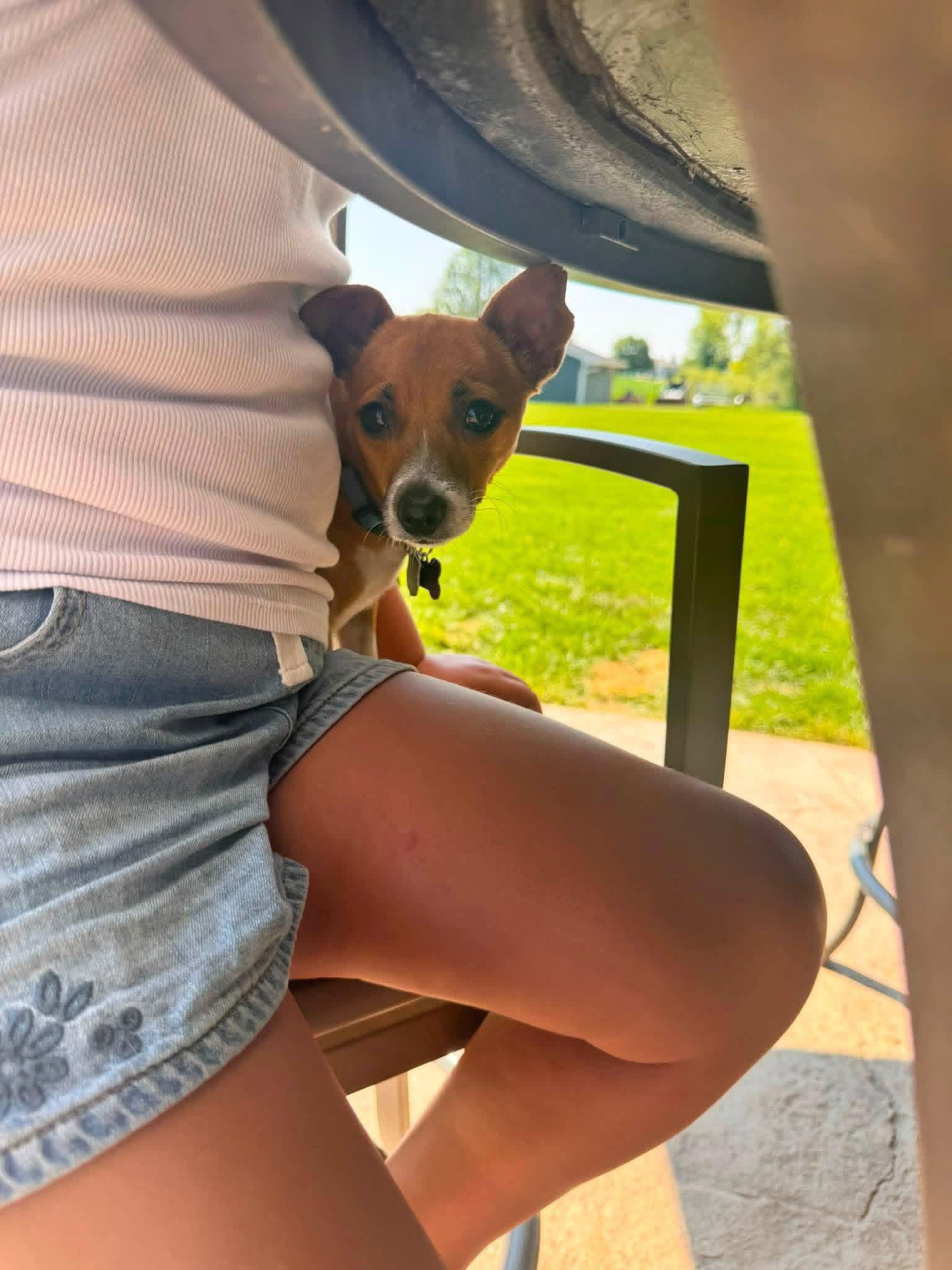 Turtle, a Adoptable Chihuahua in New London, WI image 3/3