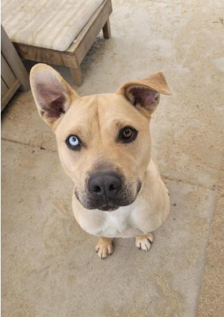 Cashew, a ADOPTABLE Pit Bull Terrier in Phoenix, OR image 6/6