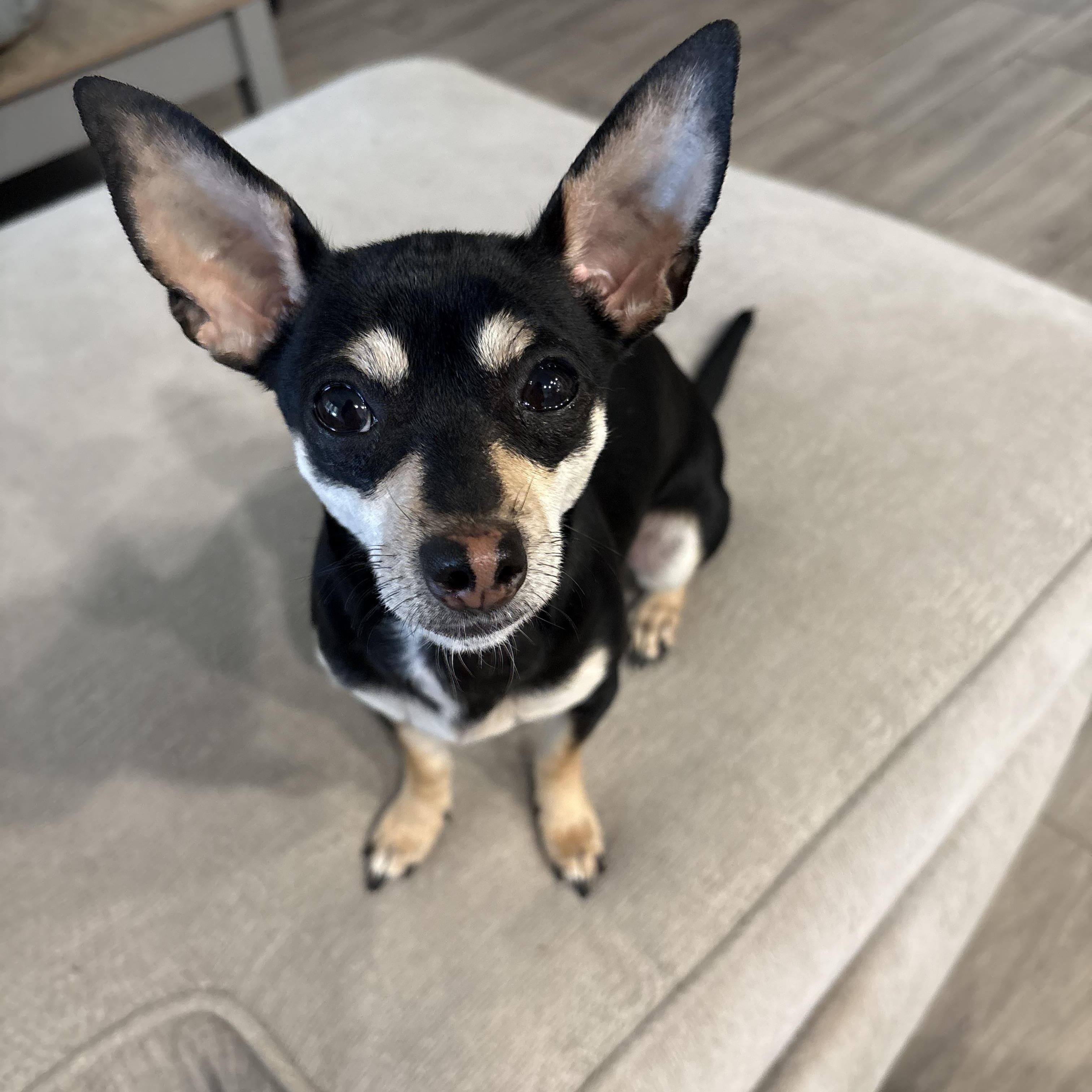 Enlarge Wednesday, a ADOPTABLE Chiweenie in Weatherford, TX image 1/1