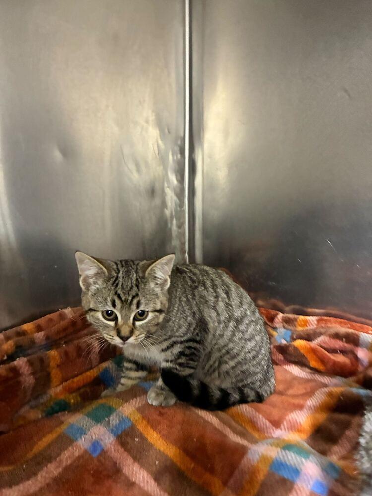 Enlarge Piglet, a Adoptable Domestic Short Hair in Marietta, GA image 1/1