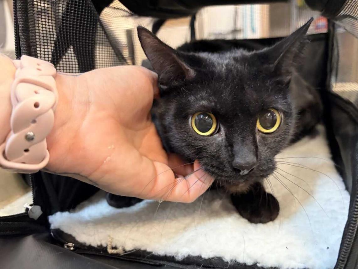 Enlarge Nalu, an adopted Domestic Short Hair in Saint Charles, MO image 1/1