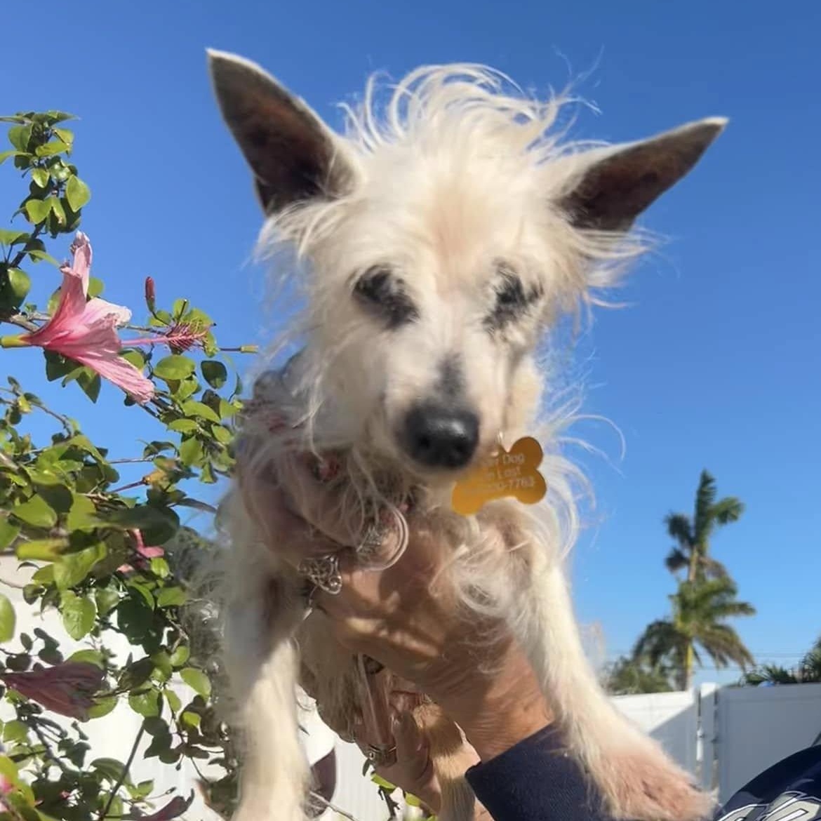 Sonia, a Adoptable Yorkshire Terrier in Cape Coral, FL image 3/4