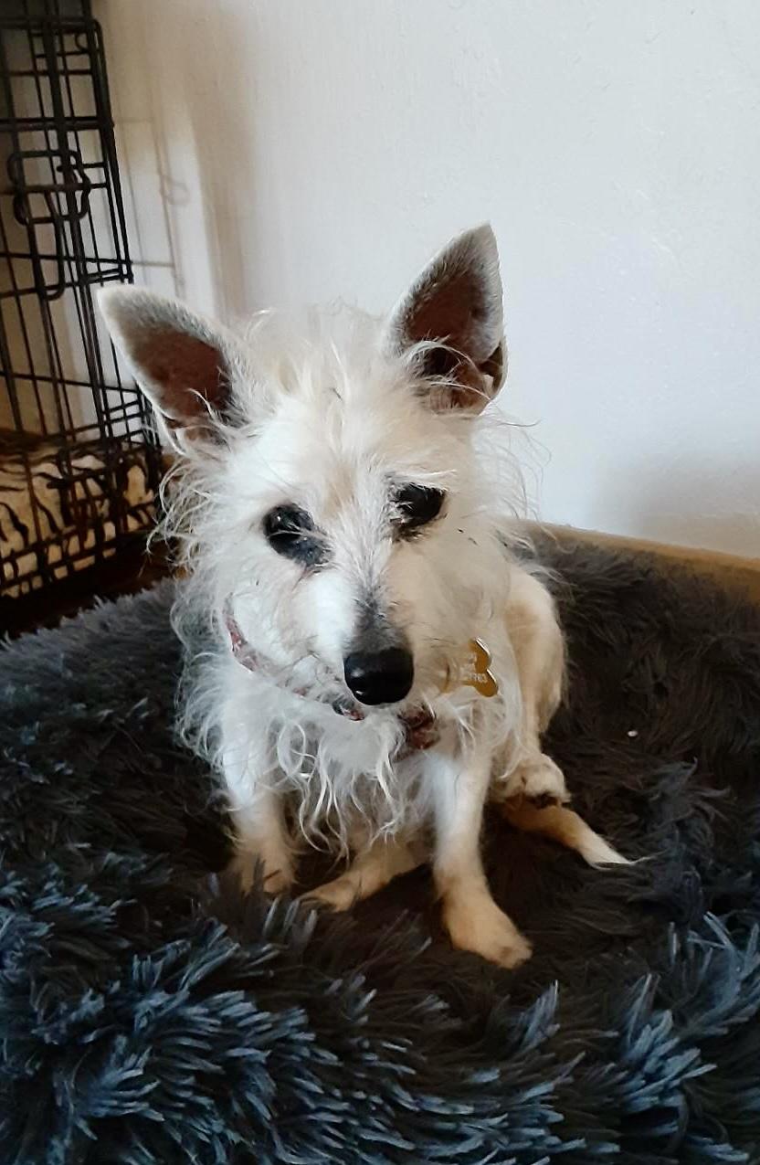 Sonia, Adoptable, Senior Female Yorkshire Terrier.