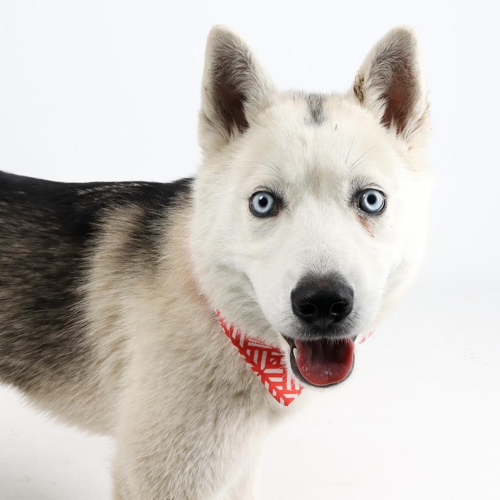 Patches, Adoptable, Young Female Husky.