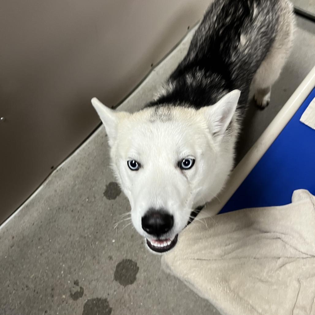 Enlarge Patches, a Adoptable Husky in Murray, UT image 2/2