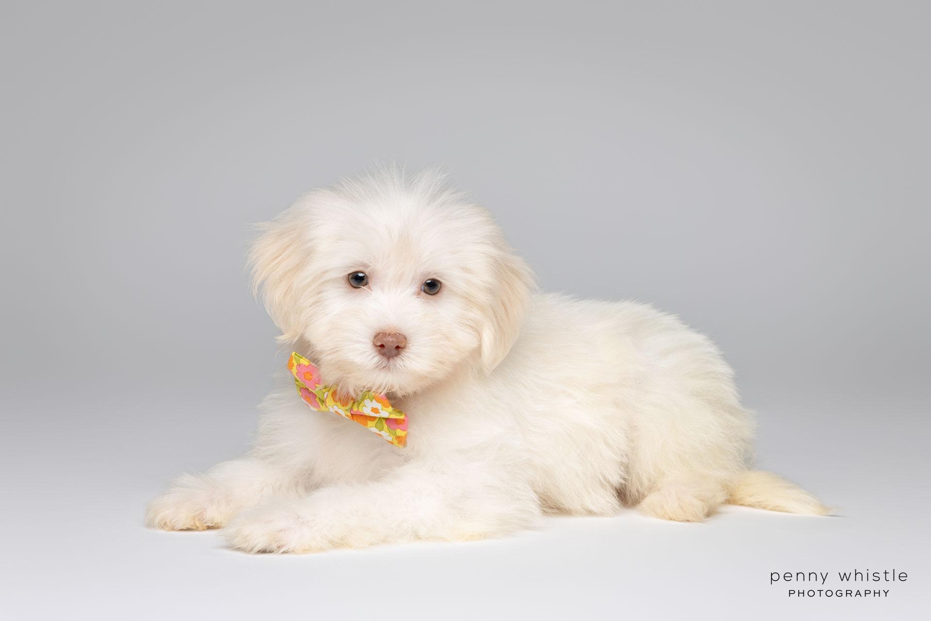Churchill, an adoptable mixed breed in Coppell, TX image 3/4
