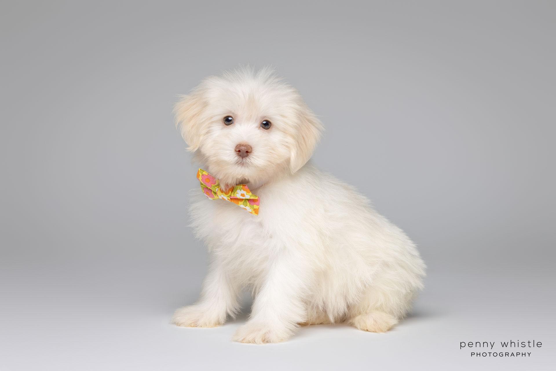 Churchill, an adoptable mixed breed in Coppell, TX image 4/4