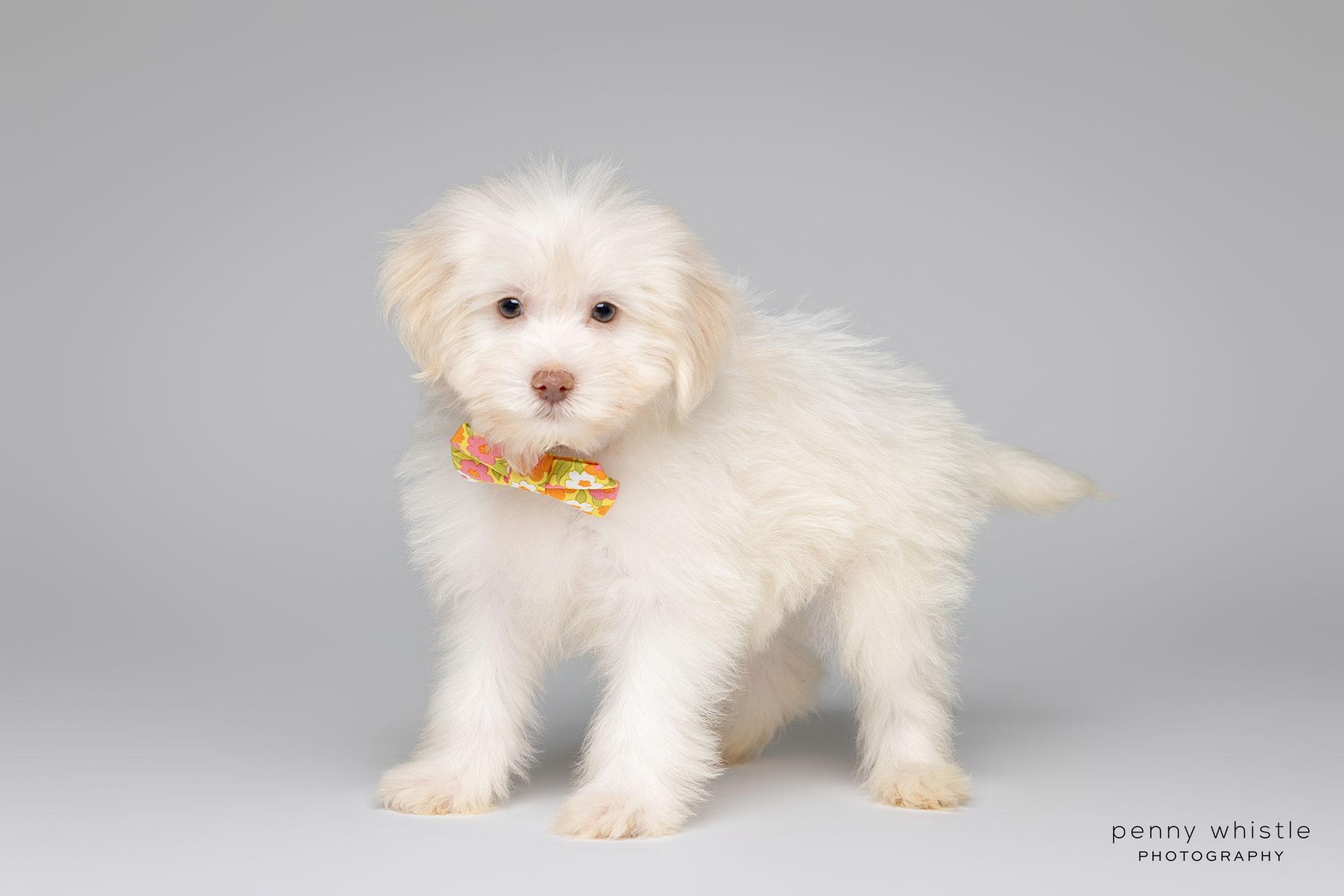 Churchill, an adoptable mixed breed in Coppell, TX image 2/4