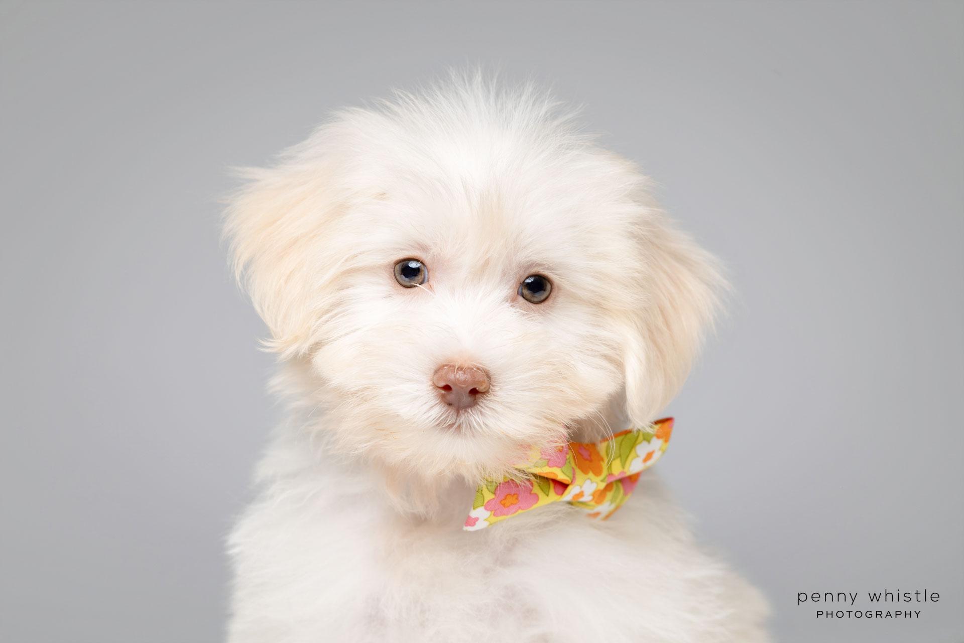Churchill, adoptable, Puppy Male Maltipoo.