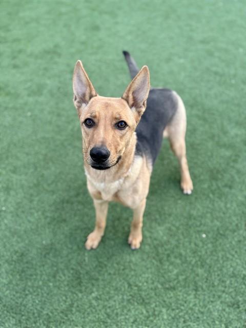 Enlarge VERONA, a Adoptable German Shepherd Dog in Castaic, CA image 1/1