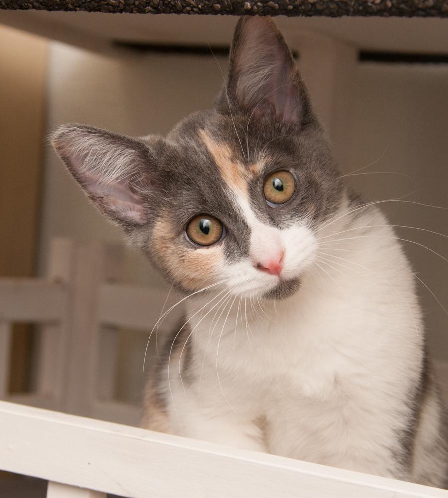 Enlarge Ayla (gets adopted with Luka), a Adoptable Dilute Calico in Westminster, CO image 2/5