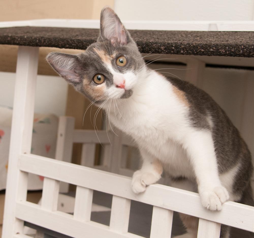 Enlarge Ayla (gets adopted with Luka), a Adoptable Dilute Calico in Westminster, CO image 3/5