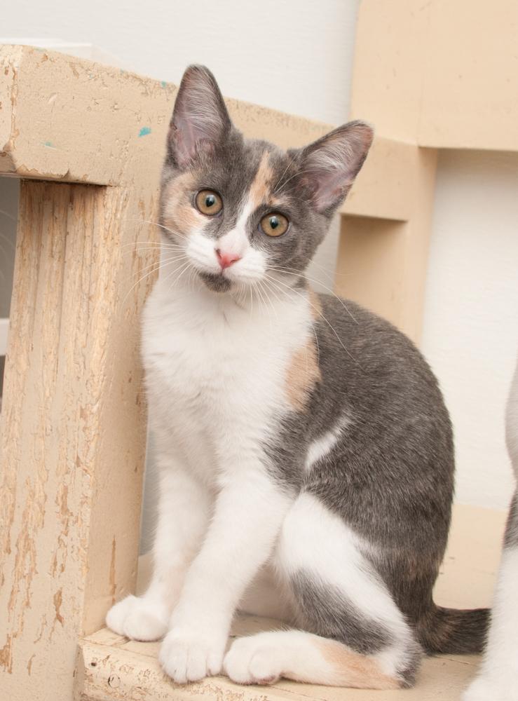 Enlarge Ayla (gets adopted with Luka), a Adoptable Dilute Calico in Westminster, CO image 4/5