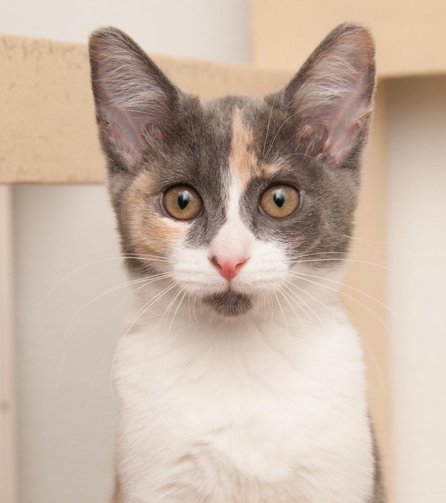 Ayla (gets adopted with Luka), Adoptable, Kitten Female Dilute Calico.