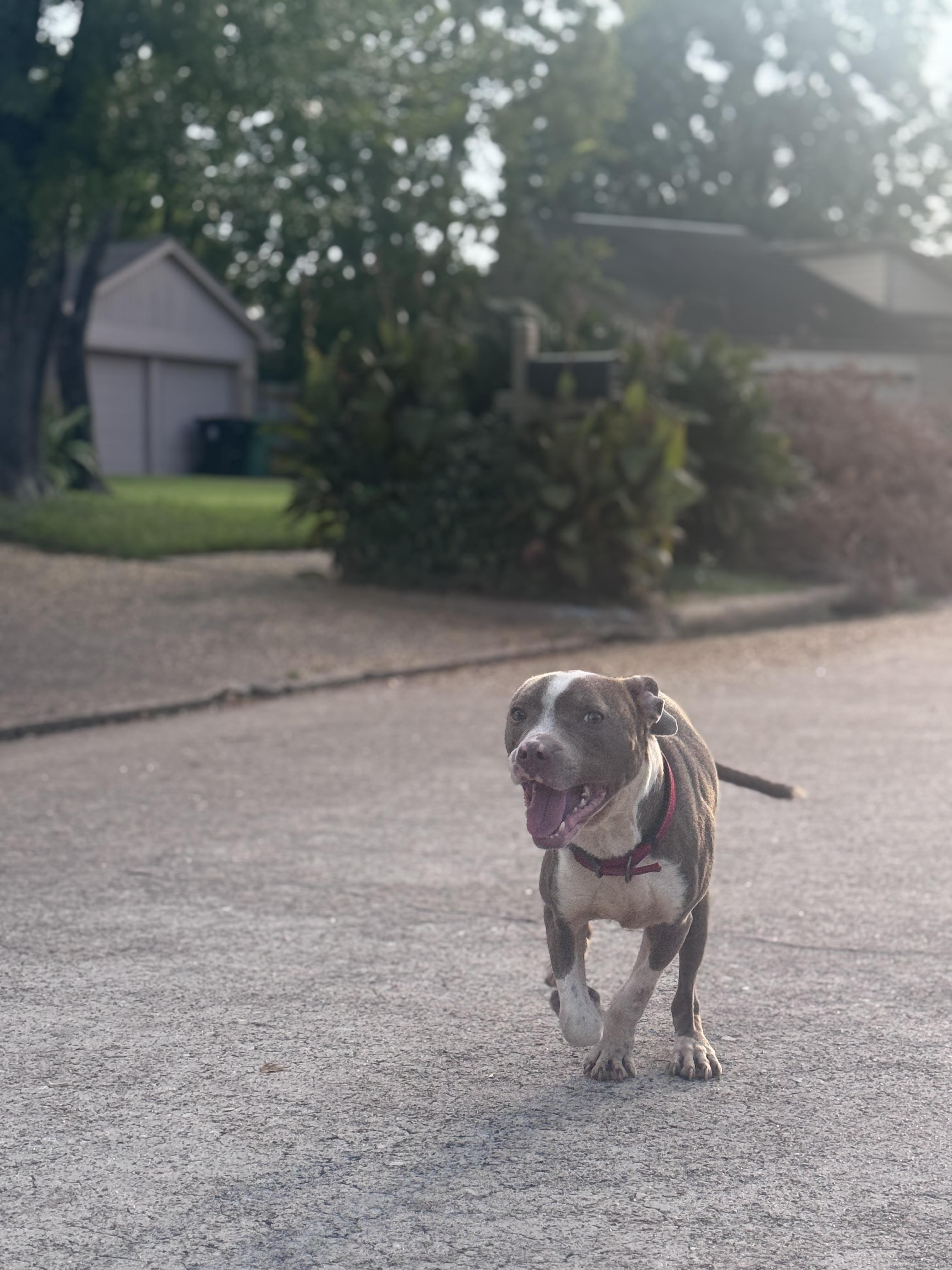Max, a Adoptable American Staffordshire Terrier in Portland, OR image 2/3