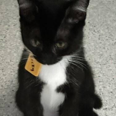 Becky - Super Social, an adopted Tuxedo in Hoquiam, WA image 4/5