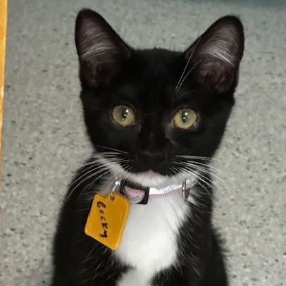 Becky - Super Social, an adopted Tuxedo in Hoquiam, WA image 1/5