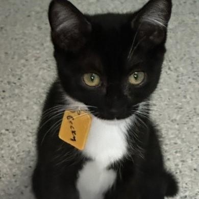 Becky - Super Social, an adopted Tuxedo in Hoquiam, WA image 3/5