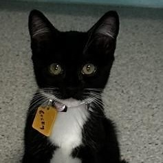 Becky - Super Social, an adopted Tuxedo in Hoquiam, WA image 5/5