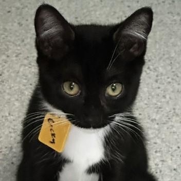 Becky - Super Social, an adopted Tuxedo in Hoquiam, WA image 2/5