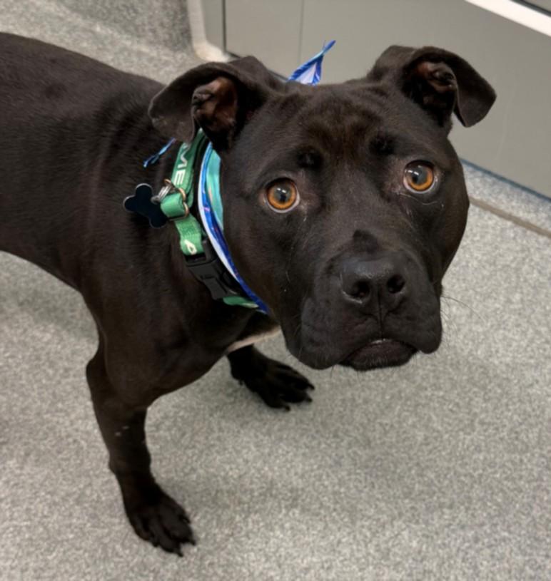 TENDERLOIN, Adoptable, Young Female Pit Bull Terrier & Mixed Breed.