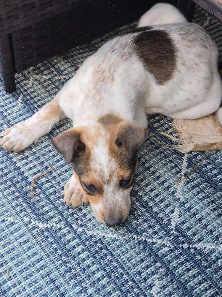 Brewster, Adoptable, Puppy Male Australian Cattle Dog / Blue Heeler.