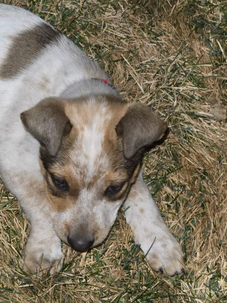 Enlarge Brewster, a Adoptable Australian Cattle Dog / Blue Heeler in Colorado Springs, CO image 1/1