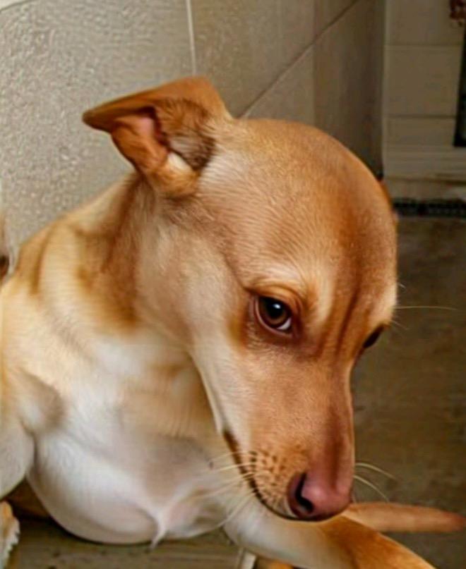 Enlarge maxwell, a Adoptable mixed breed in Beebe, AR image 1/1