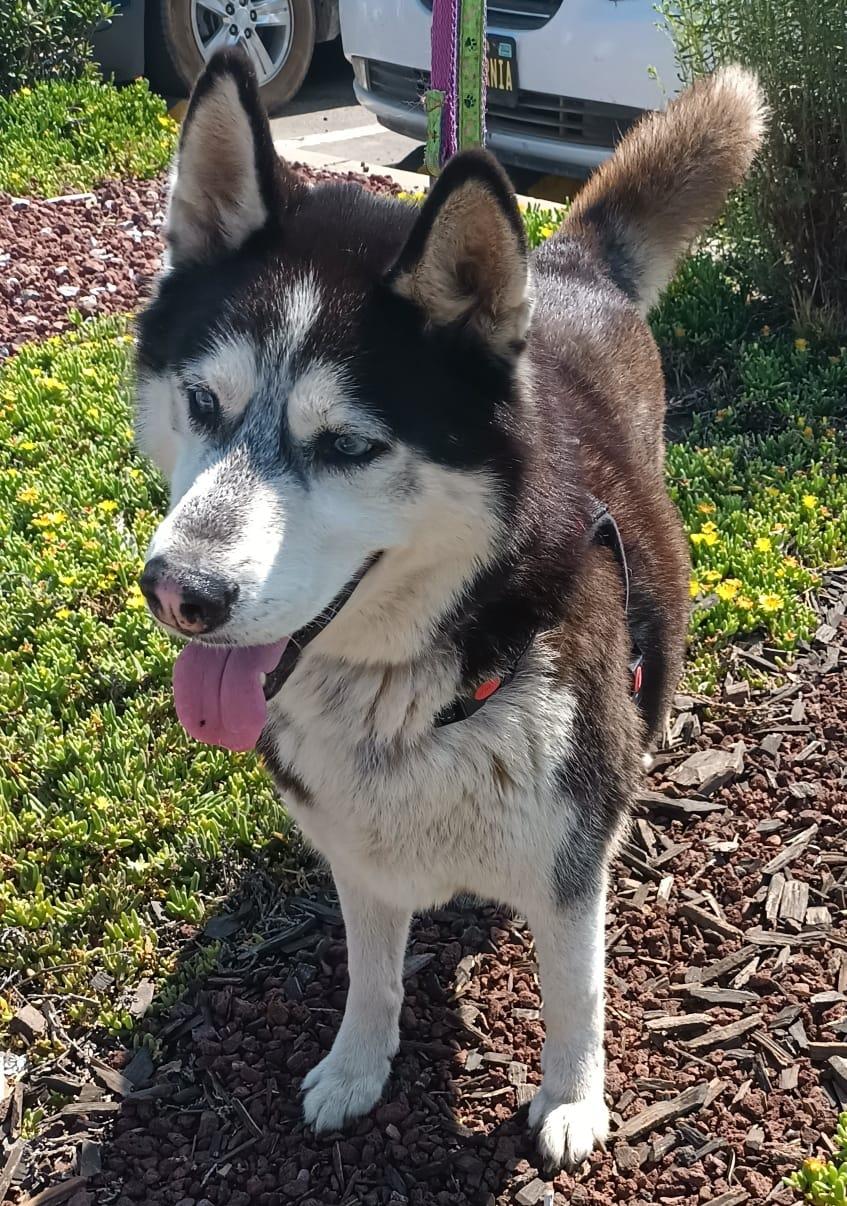 Enlarge Mr. John, a Adoptable Husky in San Diego, CA image 2/6