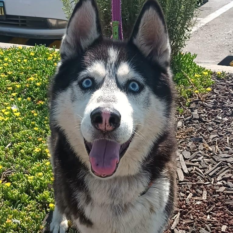 Enlarge Mr. John, a Adoptable Husky in San Diego, CA image 1/6